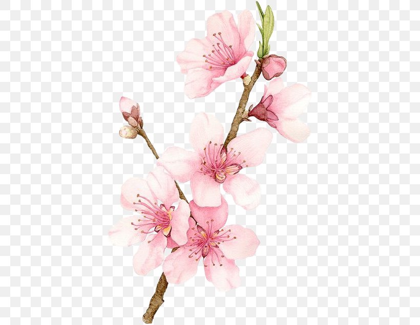 Cherry Blossom Watercolor Painting Drawing, PNG, 401x635px, Cherry Blossom, Art, Blossom, Branch, Cherry Download Free