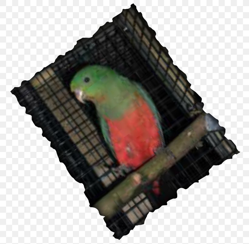 Parrot Borderline Personality Disorder Risky Behavior Impulsivity Parakeet, PNG, 780x803px, Parrot, Affect, Awareness, Beak, Behavior Download Free
