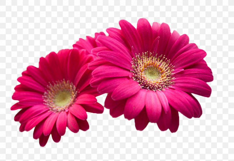 Pink Flowers Beauty Wallpaper, PNG, 1010x696px, Flower, Annual Plant, Aster, Chrysanths, Cut Flowers Download Free