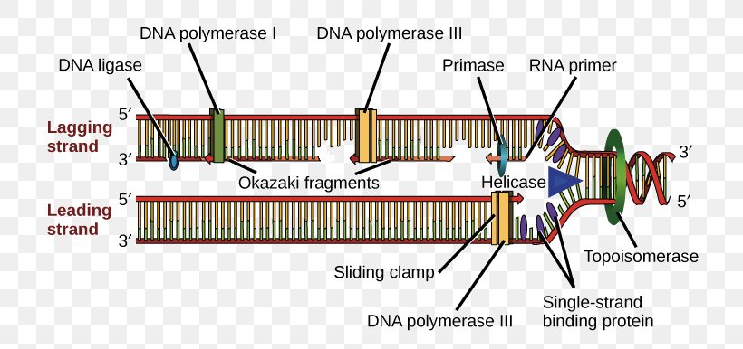 Prokaryotic DNA Replication DNA Polymerase Helicase, PNG, 748x386px, Prokaryotic Dna Replication, Area, Chromosome, Circular Bacterial Chromosome, Diagram Download Free