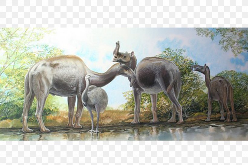 Rhinoceros Toxodon Macrauchenia Ungulate Mammal, PNG, 900x600px, Rhinoceros, Camel Like Mammal, Charles Darwin, Darwinism, Ecosystem Download Free