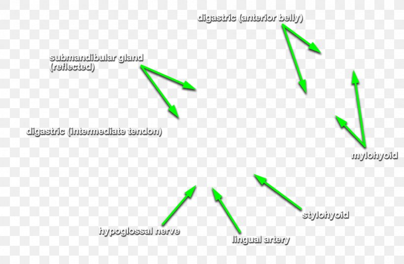 Submandibular Gland Submental Triangle Salivary Gland Neck, PNG, 1050x688px, Submandibular Gland, Area, Brand, Diagram, Gland Download Free