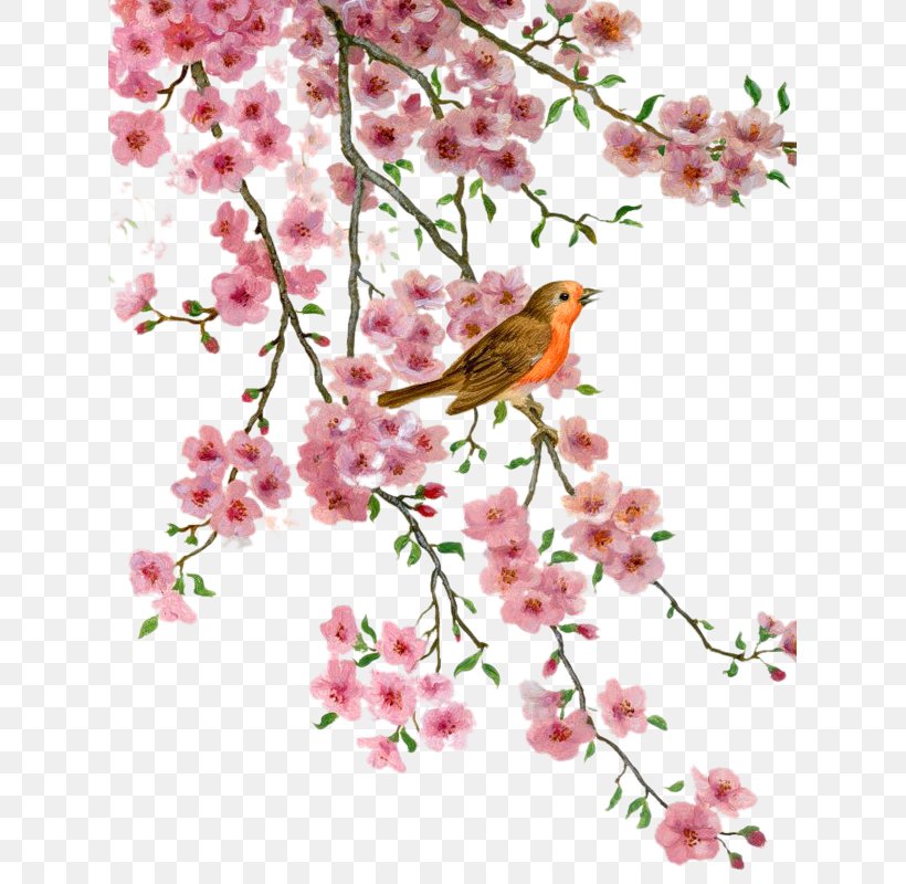 Bird Blossom Flower Desktop Wallpaper Clip Art, PNG, 623x800px, Bird, Art, Autumn, Beak, Birdlife Paysbas Download Free