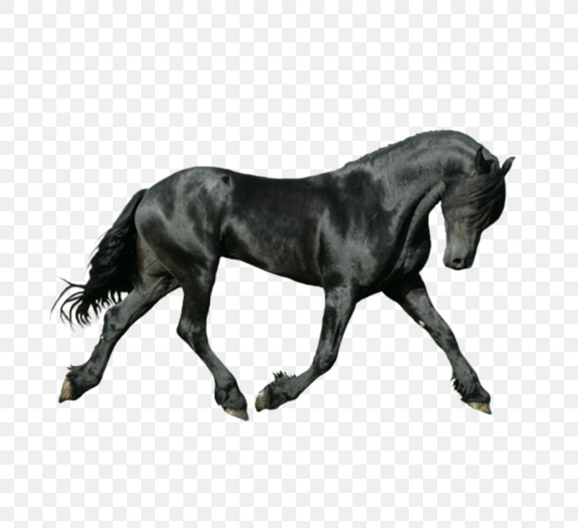 Friesian Horse On The Bit Canter And Gallop Iron-on, PNG, 750x750px, Friesian Horse, Animal, Black, Black And White, Blog Download Free