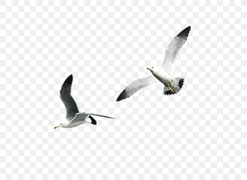 Gulls Image Clip Art Download, PNG, 600x600px, Gulls, Animal, Animal Migration, Beak, Bird Download Free