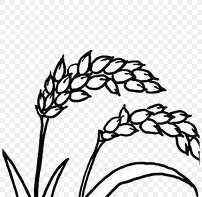 Indica Rice Hybrid Rice Grauds Broom-corn Stroke, PNG, 800x800px, Indica Rice, Art, Artwork, Black And White, Branch Download Free