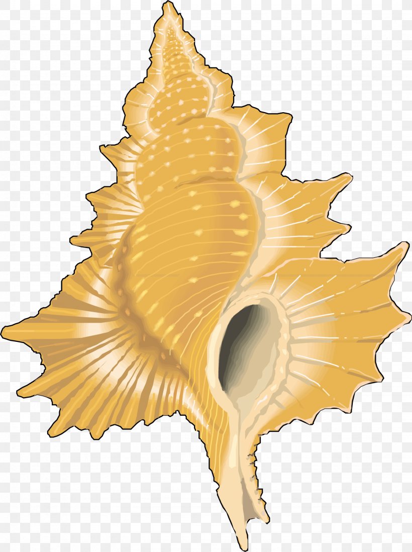 Molluscs Seashell Karbon Clip Art, PNG, 1536x2057px, Molluscs, Conch, Conchology, Karbon, Leaf Download Free