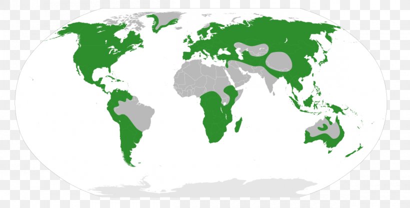 World Map Globe Blank Map, PNG, 1200x609px, World, Area, Blank Map, Globe, Grass Download Free