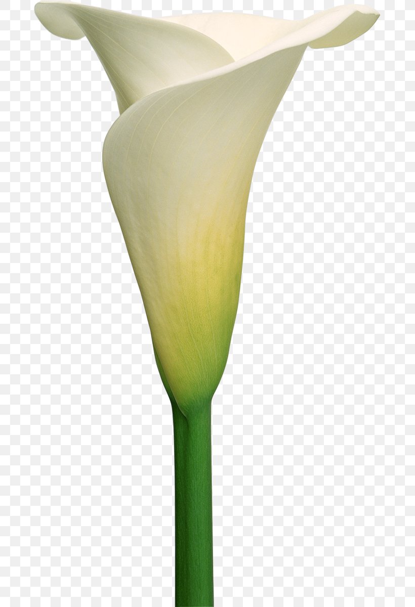 Arum-lily Callalily Flower Lilium, PNG, 685x1200px, Arumlily, Alismatales, Arum, Calas, Calla Lily Download Free