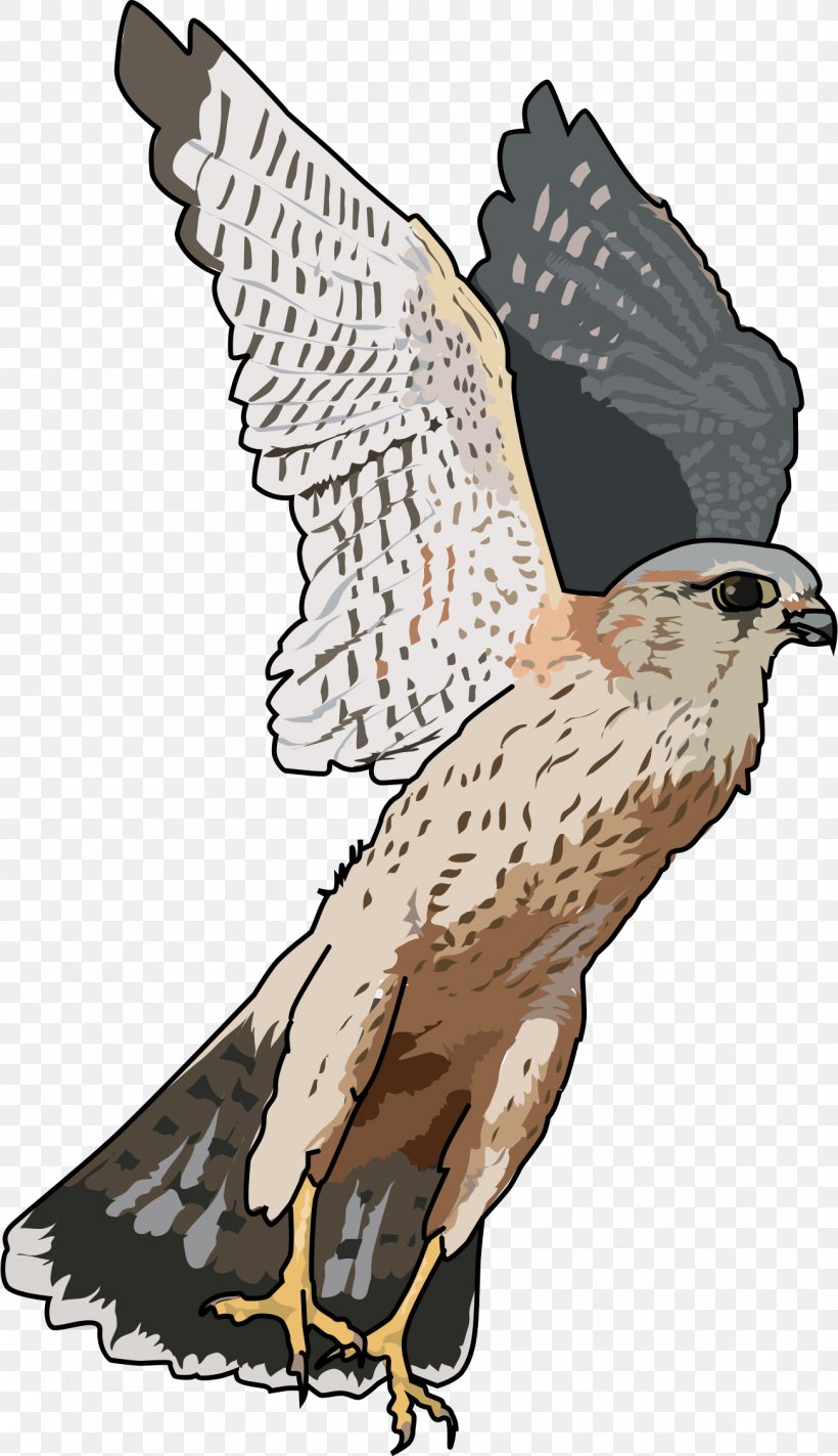 Falcon Clip Art, PNG, 1304x2263px, Falcon, Accipitriformes, Bald Eagle, Beak, Bird Download Free