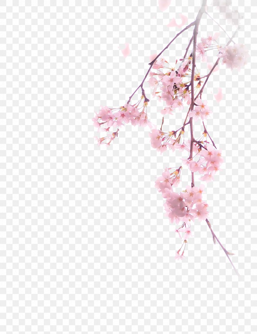 National Cherry Blossom Festival Branch, PNG, 898x1170px, Cherry Blossom, Blossom, Branch, Cerasus, Cherry Download Free