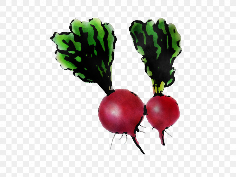 Radish Beetroot Vegetable Turnip Beet, PNG, 1600x1200px, Radish, Beet, Beetroot, Food, Fruit Download Free