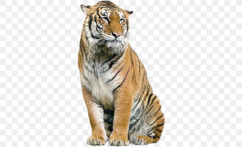 Tiger Image Editing PicsArt Photo Studio, PNG, 500x500px, Tiger, Big Cat, Big Cats, Carnivoran, Cat Like Mammal Download Free