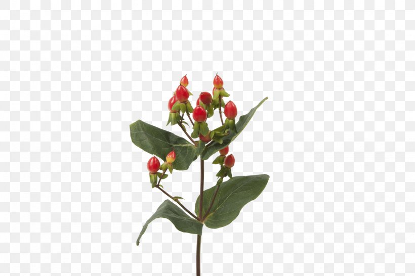 Cut Flowers Bud Hypericum Plant Stem, PNG, 1536x1024px, Cut Flowers, Bud, Flora, Flower, Flowering Plant Download Free