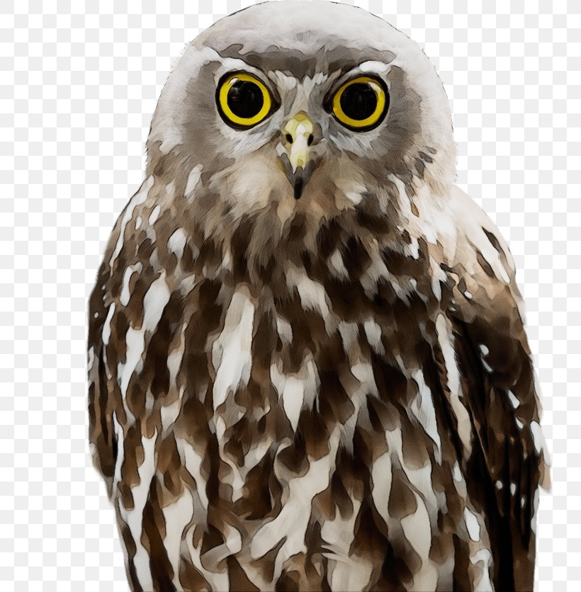 Falcon Hawk Owl M Beak, PNG, 760x836px, Watercolor, Beak, Falcon, Hawk, Owl M Download Free