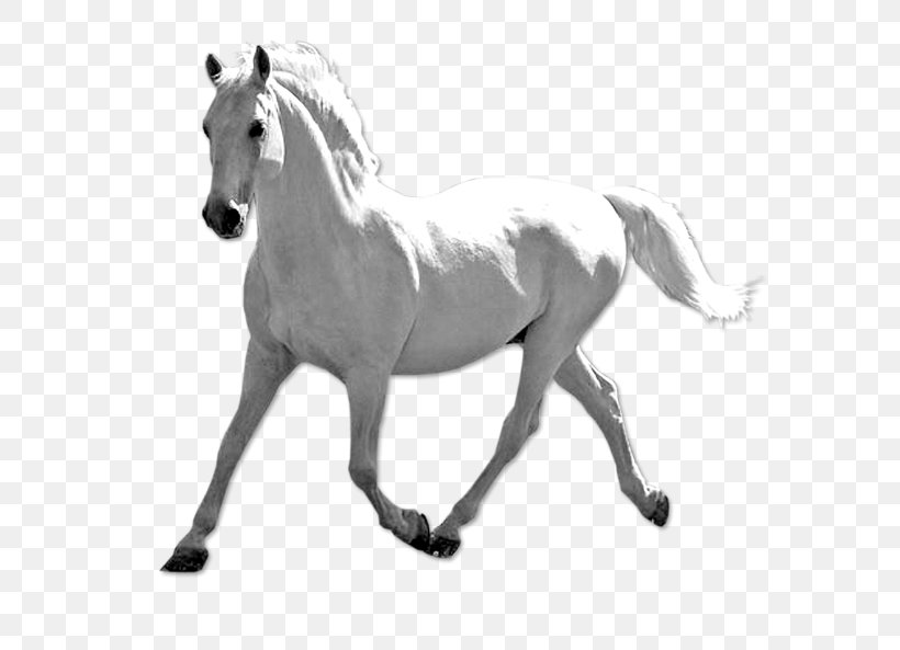 Mustang Stallion Pony Bridle Fond Blanc, PNG, 640x593px, Mustang, Animal Figure, Bit, Black And White, Bridle Download Free