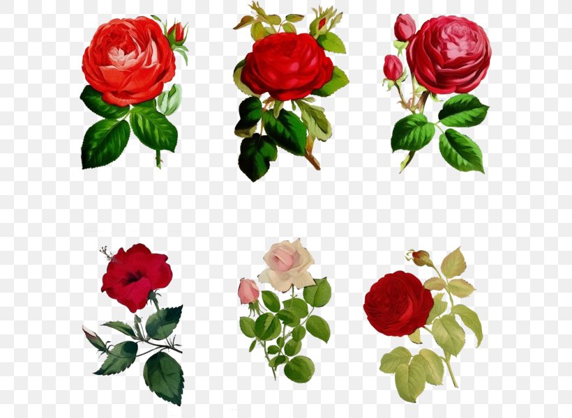 Red Watercolor Flowers, PNG, 600x600px, Watercolor, Camellia, China Rose, Cut Flowers, Drawing Download Free