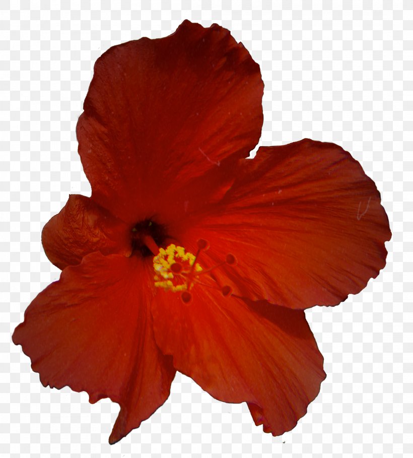 Rosemallows Orange S.A., PNG, 2185x2423px, Rosemallows, Chinese Hibiscus, Flower, Flowering Plant, Hawaiian Hibiscus Download Free