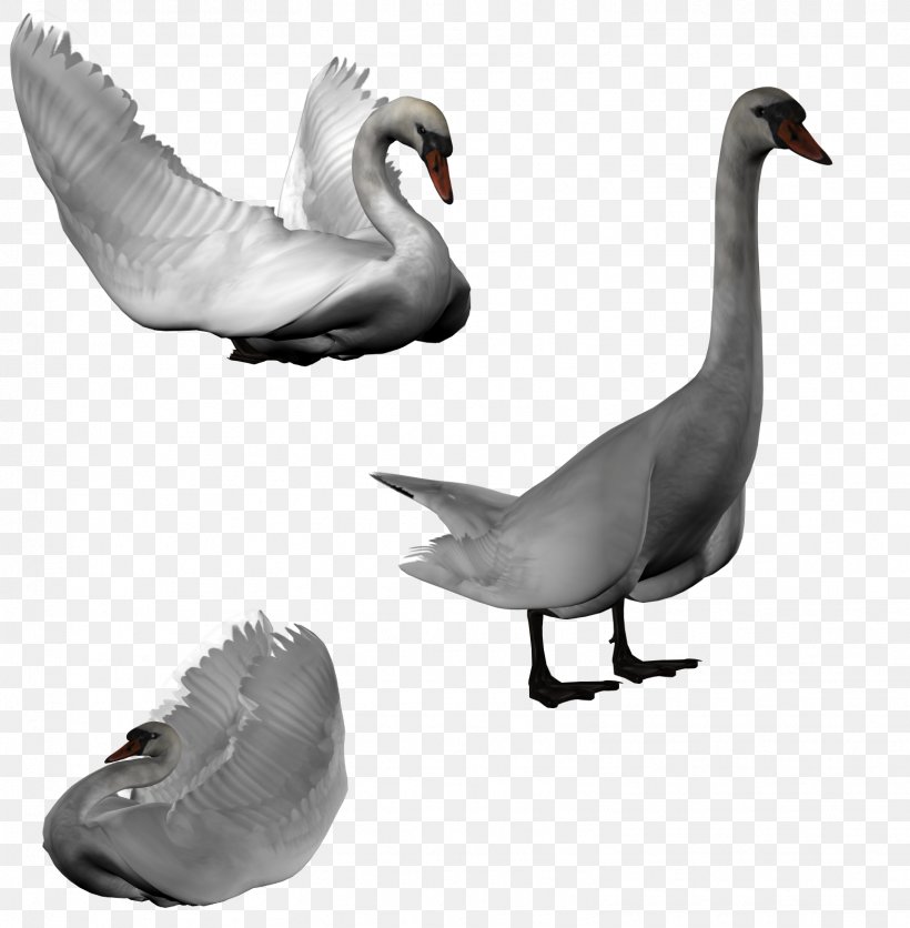 Cygnini Goose Duck Bird Clip Art, PNG, 1568x1600px, Cygnini, Beak, Bird, Daz Studio, Duck Download Free