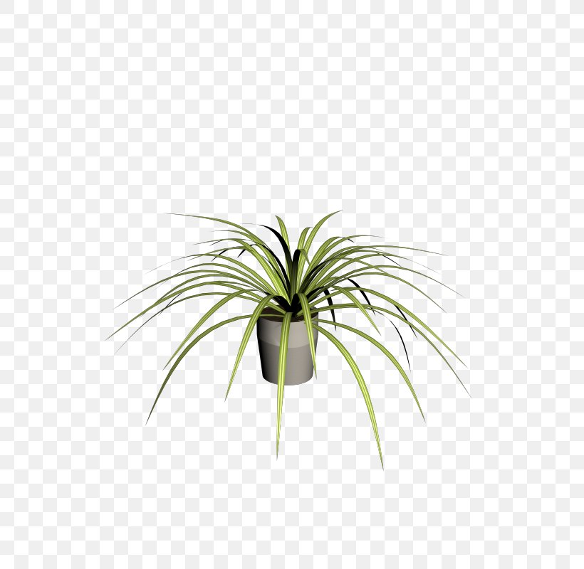 Leaf Plant Stem Flowerpot Arecales Tree, PNG, 800x800px, Leaf, Arecales, Flowerpot, Grass, Plant Download Free
