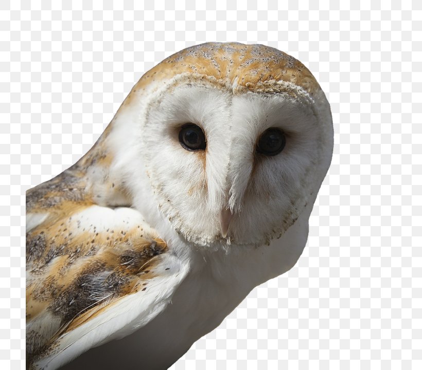 Tawny Owl Bird Snowy Owl Barn Owl, PNG, 720x720px, Owl, Barn Owl, Beak, Bird, Bird Feeding Download Free