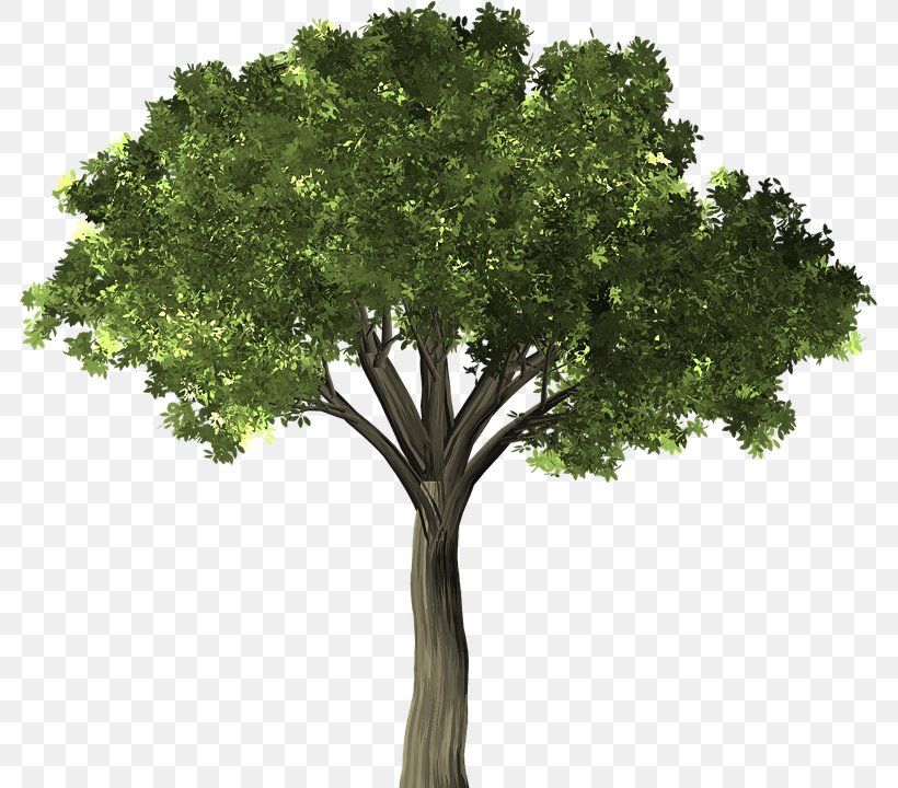 Weeping Fig Common Fig Rubber Fig Banyan Ficus Microcarpa, PNG, 783x720px, Weeping Fig, Banyan, Bay Laurel, Branch, Common Fig Download Free