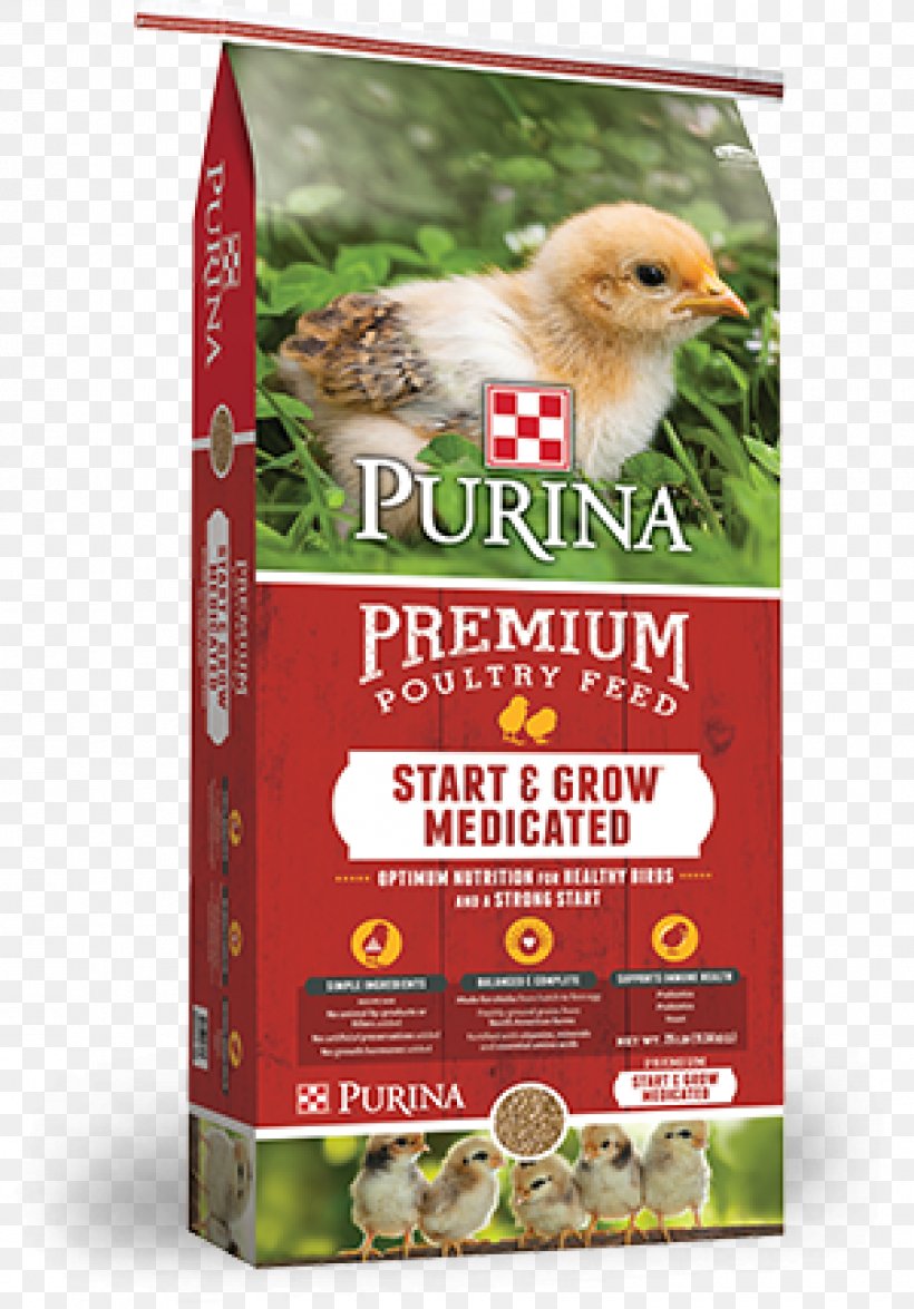 Chicken Poultry Feed Purina Mills Land O'Lakes, PNG, 900x1290px, Chicken,  Advertising, Animal Feed, Bird Food,