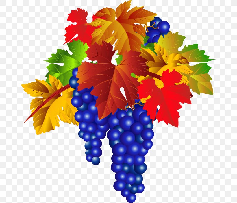 Common Grape Vine Wine Grapes Juice, PNG, 673x702px, Common Grape Vine, Flowering Plant, Fruit, Grape, Grape Leaves Download Free