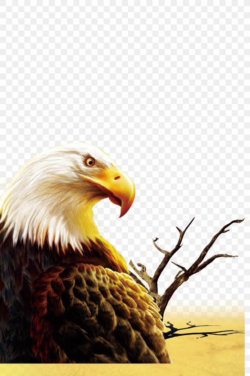 IPhone 6S Zouping County Defence Day Light Wallpaper, PNG, 2402x3602px, Iphone 6s, Accipitriformes, Android Application Package, Bald Eagle, Beak Download Free