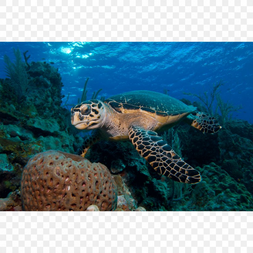 Loggerhead Sea Turtle Coral Reef Emydidae, PNG, 1000x1000px, Loggerhead Sea Turtle, Canvas Print, Coral, Coral Reef, Coral Reef Fish Download Free