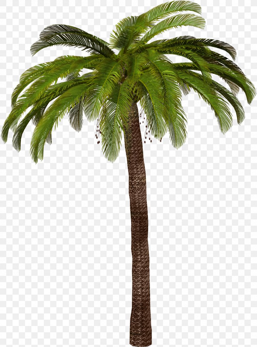 Arecaceae Tree Sago Palm, PNG, 935x1263px, Arecaceae, Arecales, Attalea Speciosa, Borassus Flabellifer, Coconut Download Free