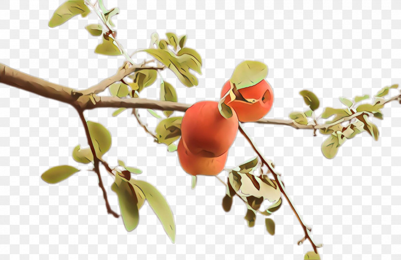 Plant Branch Flower Fruit Tree, PNG, 2000x1299px, Plant, Branch, Flower, Food, Fruit Download Free