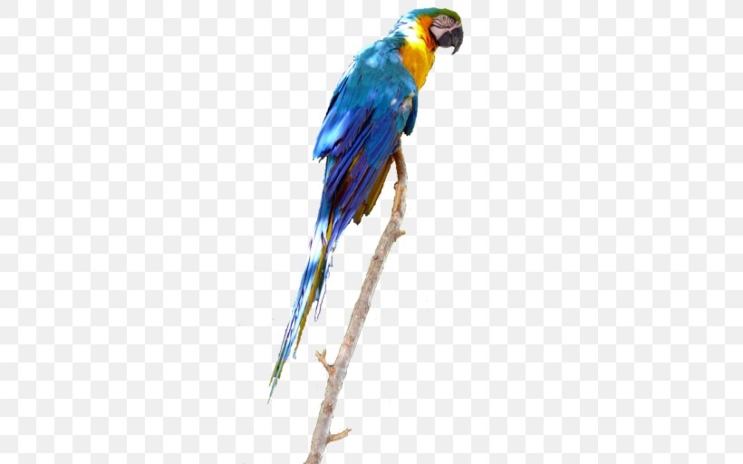 Sticker Parrot Home Screen, PNG, 512x512px, Sticker, Beak, Bird, Blue, Common Pet Parakeet Download Free