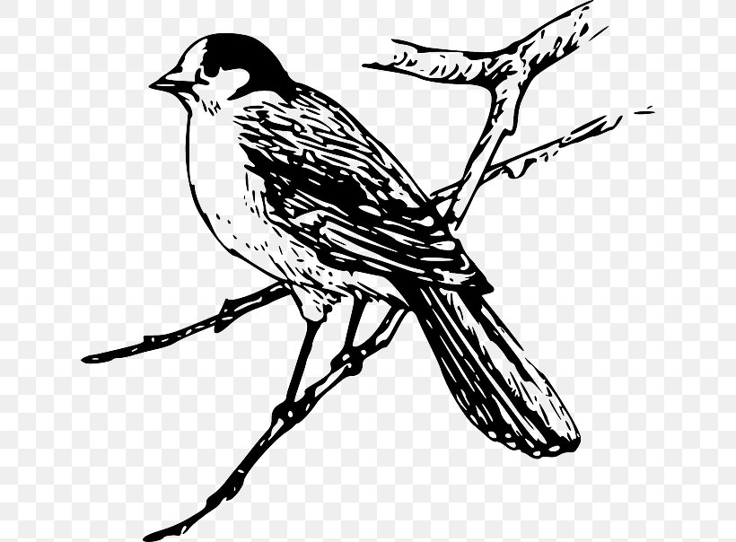 Bird Maya Clip Art, PNG, 640x604px, Bird, Art, Artwork, Beak, Black And White Download Free