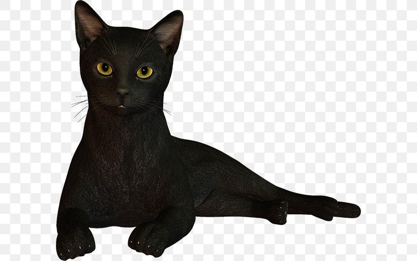 Black Cat Bombay Cat Korat Havana Brown Oriental Shorthair, PNG, 600x513px, Black Cat, Asian, Black, Bombay, Bombay Cat Download Free