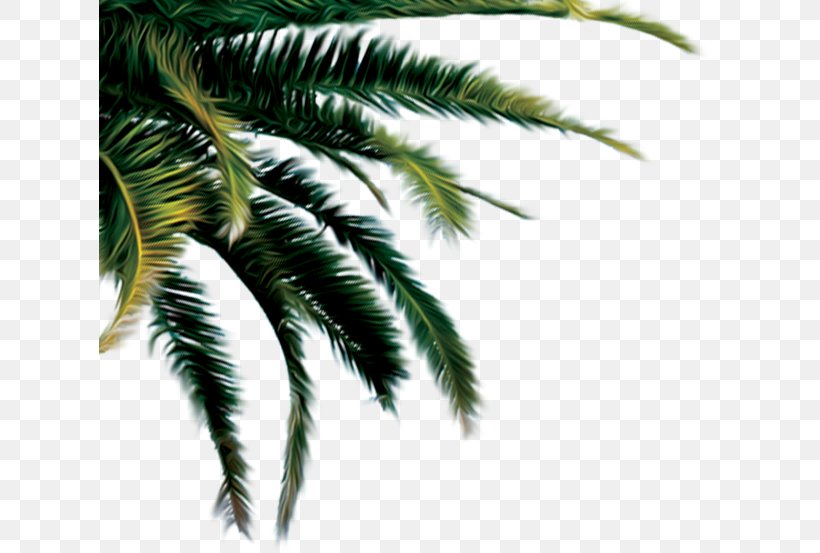 Cargill Coconut Palm Trees, PNG, 621x553px, Cargill, Arecales, Branch, Coconut, Date Palm Download Free