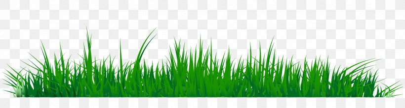 Clip Art Illustration Vector Graphics Desktop Wallpaper, PNG, 1852x498px, Royaltyfree, Chrysopogon Zizanioides, Commodity, Grass, Grass Family Download Free
