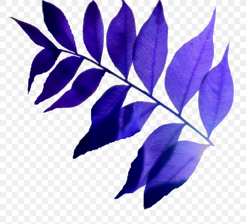 Leaf, PNG, 2048x1868px, Leaf, Branch, Plant, Purple, Violet Download Free