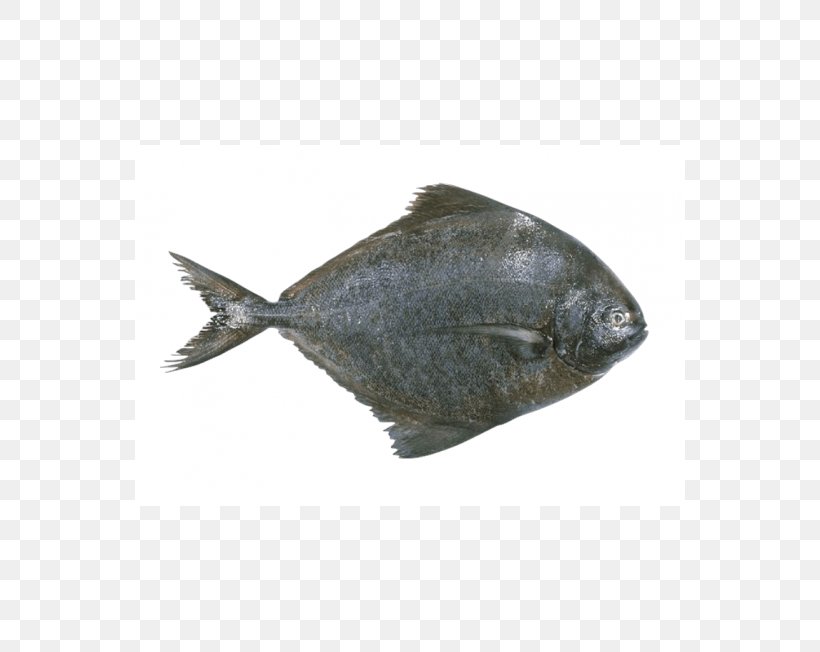 Pampus Argenteus Sole Black Pomfret Fish, PNG, 550x652px, Pampus Argenteus, Black Pomfret, Bream, Carangidae, Chicken Meat Download Free