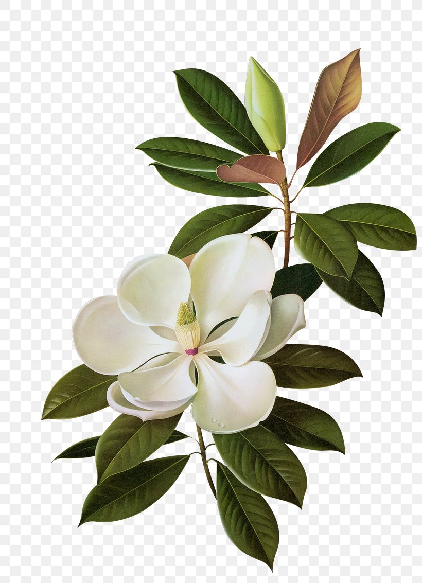 Southern Magnolia Image Flower Clip Art, PNG, 800x1133px, Southern Magnolia, Botany, Branch, Flower, Flowering Plant Download Free