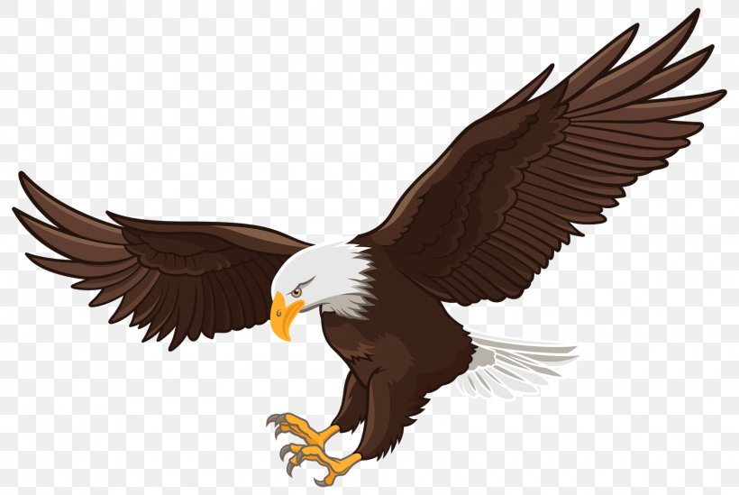 Bald Eagle White-tailed Eagle Clip Art, PNG, 1600x1072px, Bald Eagle, Accipitriformes, Beak, Bird, Bird Of Prey Download Free