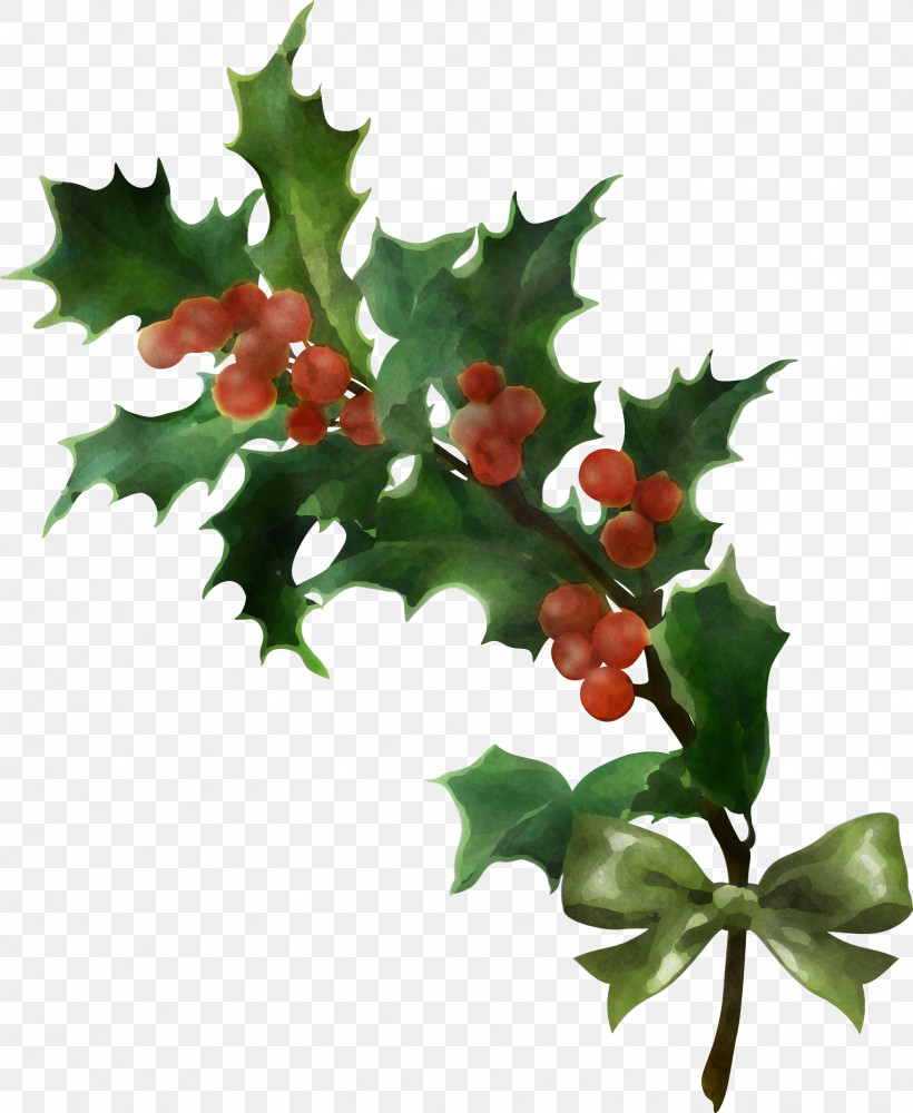 Holly, PNG, 1748x2132px, Holly, American Holly, Branch, Chinese Hawthorn, Flower Download Free
