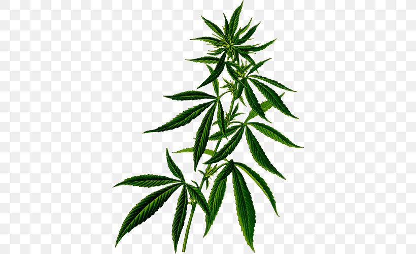 Medical Cannabis Hemp Plant Cannabis Sativa, PNG, 378x500px, Cannabis, Cannabaceae, Cannabidiol, Cannabis Sativa, Cannabis Shop Download Free