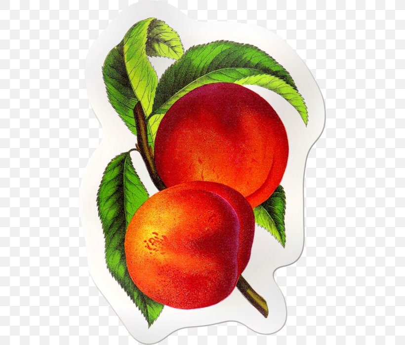 Peach Elberta Food Fruit Clip Art, PNG, 501x699px, Peach, Apple, Beet, Blood Orange, Diet Food Download Free