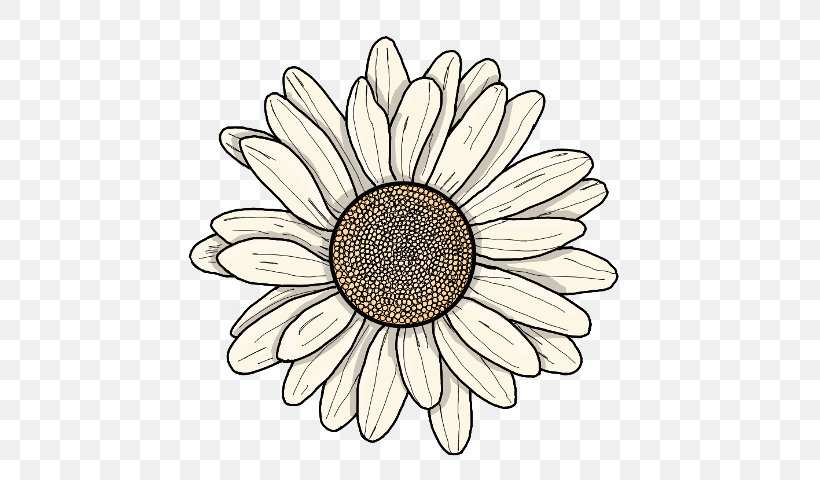 Sunflower, PNG, 640x480px, Sunflower, Camomile, Chamomile, Daisy, Flower Download Free