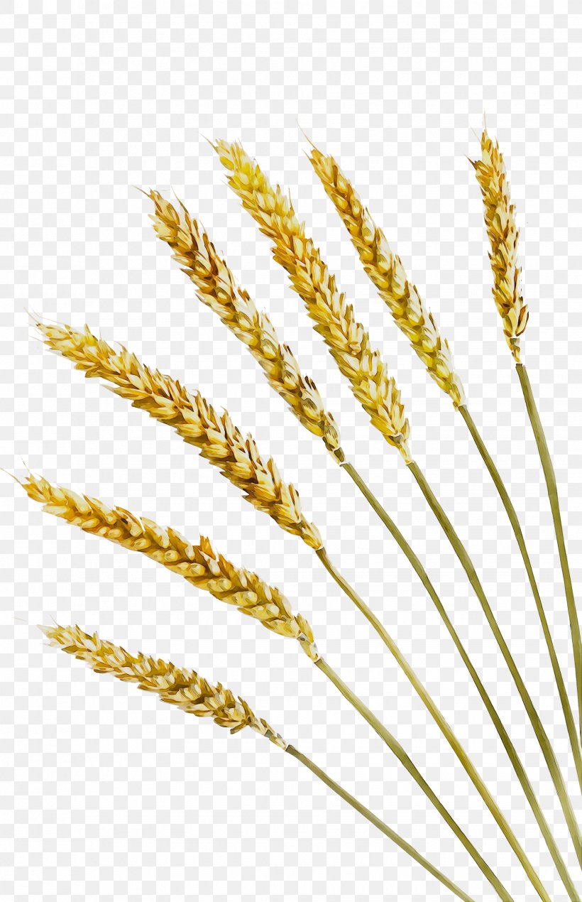 Emmer Video Einkorn Wheat Cereal Grain, PNG, 1935x2999px, Emmer, Agriculture, Cereal, Cereal Germ, Common Wheat Download Free