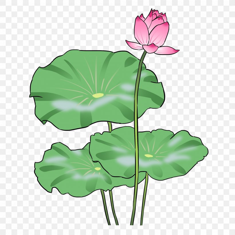 Flower Leaf Plant Water Lily Lotus Family, PNG, 2000x2000px, Flower, Aquatic Plant, Leaf, Lotus Family, Petal Download Free