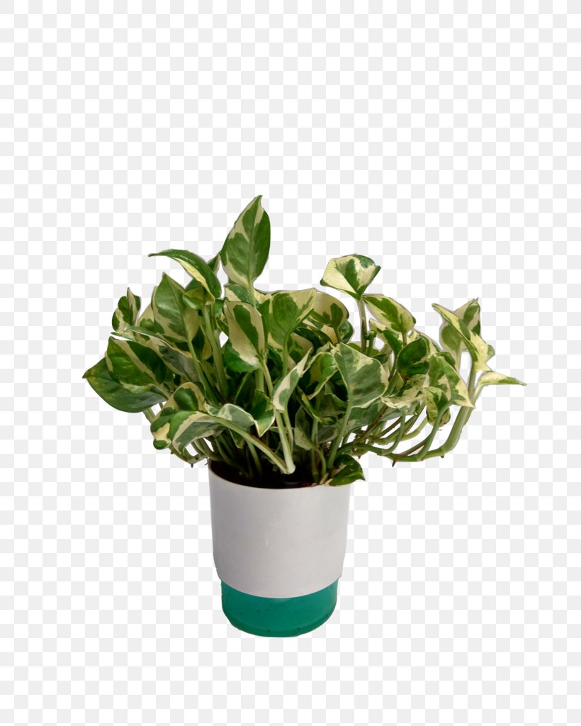 Flowerpot Houseplant Devil's Ivy Guiana Chestnut, PNG, 768x1024px, Flowerpot, Bonsai, Cactaceae, Chamaedorea Elegans, Chinese Evergreens Download Free