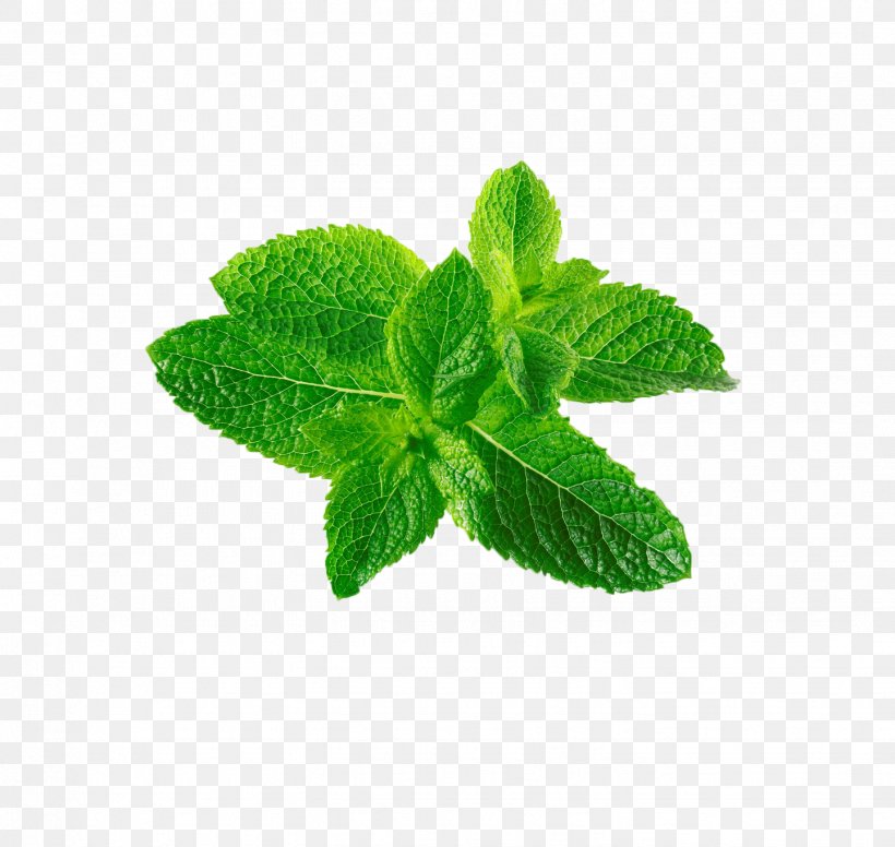 Mentha Spicata Leaf Mentha Canadensis, PNG, 1442x1366px, Mentha Spicata, Flavor, Herb, Leaf, Mentha Canadensis Download Free