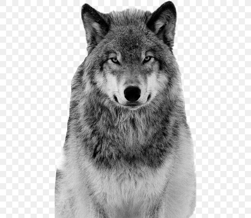 Saarloos Wolfdog Coyote Alaskan Tundra Wolf Borzoi Siberian Husky, PNG, 464x714px, Saarloos Wolfdog, Alaskan Tundra Wolf, Alpha, Animal, Black And White Download Free